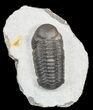 Austerops Trilobite With Nice Eyes - Morocco #55466-2